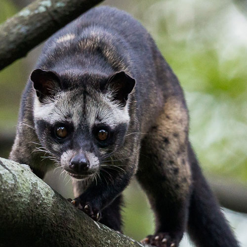 Asian Palm Civet