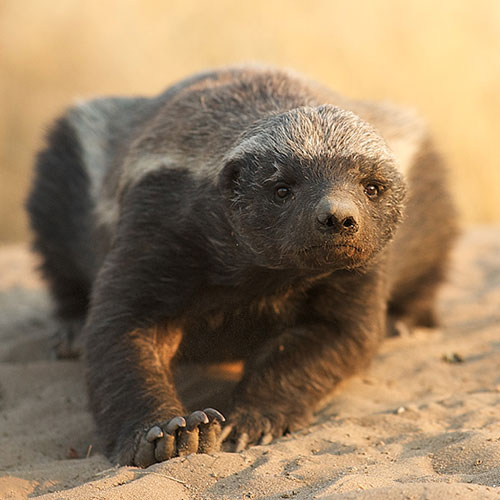 Honey Badger