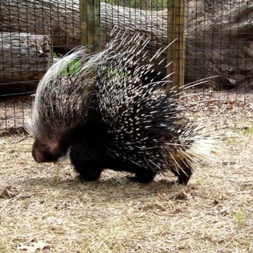 Southern Crested Porcupine